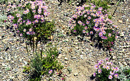 Wild flowers in Crater Lake National Park. OR.