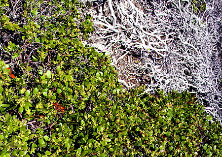 Manzanita bush in Crater Lake National Park. OR.