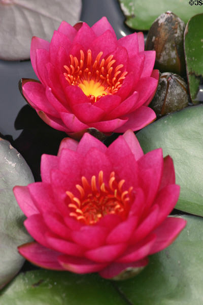 Red waterlily (nymphaea) flowers at Longwood Gardens. Kennett Square, PA.