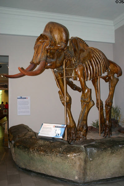 Columbian mammoth skeleton found in Colorado's Platte River with Clovis arrow points indicated hunting by Paleoindians at Carnegie Museum of Natural History. Pittsburgh, PA.