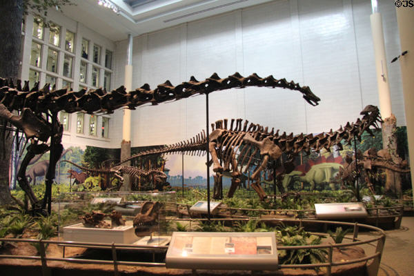 <i>Diplodocus canegii</i> & <i>Apatosaurus louisae</i> from Jurasic Period of Mesozoic era (150 MYA) from Western North America at Carnegie Museum of Natural History. Pittsburgh, PA.