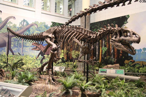 <i>Allosaurus fragilis</i> from Jurasic Period of Mesozoic era (150 MYA) from Western North America at Carnegie Museum of Natural History. Pittsburgh, PA.