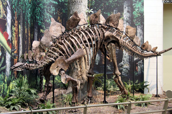 <i>Stegosaurus armatus</i> from Jurasic Period of Mesozoic era (150 MYA) from Western North America at Carnegie Museum of Natural History. Pittsburgh, PA.