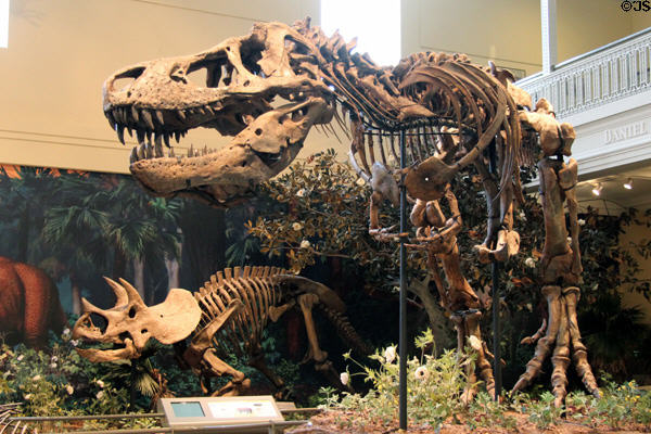 <i>Tyrannosaurus rex</i> from Late Cretaceous Period of Mesozoic era (68-66 MYA) from Western North America at Carnegie Museum of Natural History. Pittsburgh, PA.