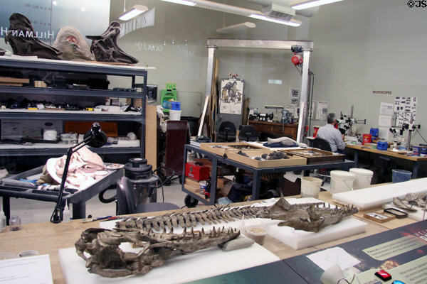 Dinosaur laboratory at Carnegie Museum of Natural History. Pittsburgh, PA.
