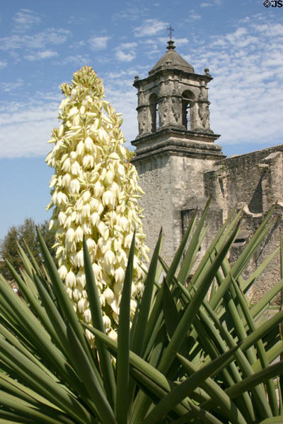 Mission San José tower with cactus flower. San Antonio, TX.