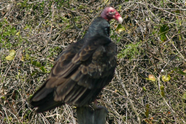Seated Turkey Vulture (<i>Cathartes aura</i>) at Aransas National Wildlife Refuge. TX.