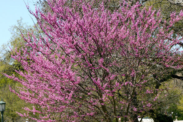 Flowering tree on grounds of State Capitol. Austin, TX.
