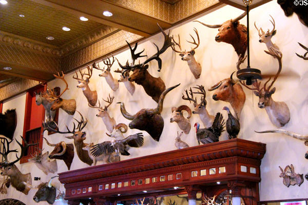 Mounted trophy heads in Buckhorn Saloon. San Antonio, TX.