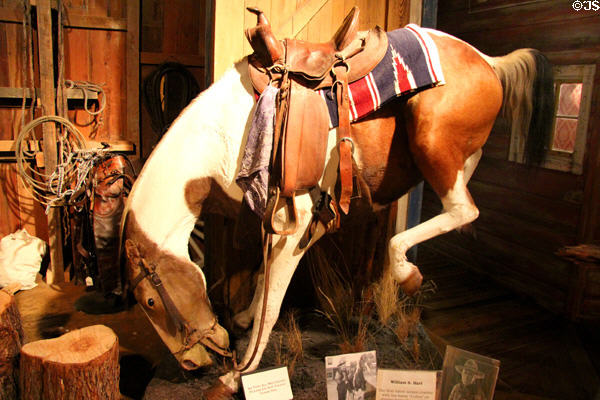 Mounted horse "Calico" which appeared in silent films with cowboy star William S. Hart at Buckhorn Museum. San Antonio, TX.