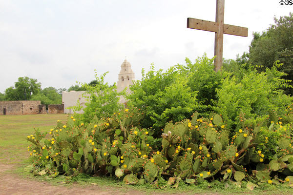 Flowering cacti at Mission San Juan Capistrano. San Antonio, TX.
