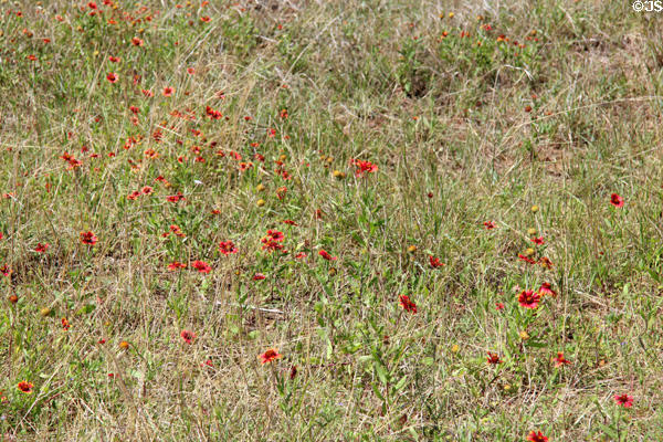 Texas wildflowers at Lyndon B. Johnson NHP. Stonewall, TX.