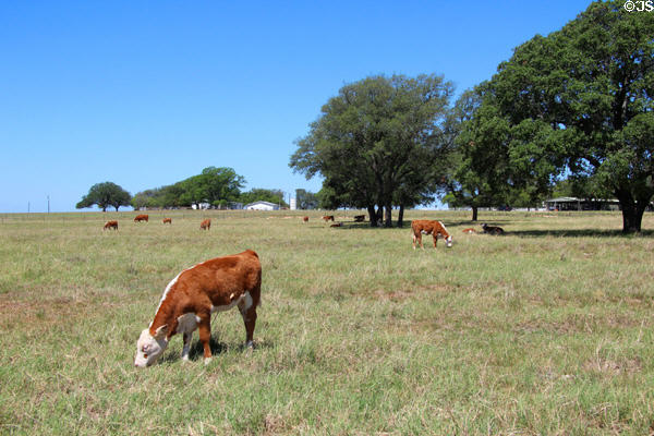 Cattle at Lyndon B. Johnson NHP. Stonewall, TX.