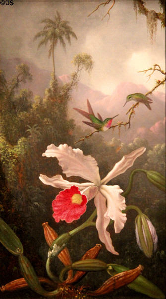 Two Hummingbirds above a White Orchid painting (c1875-90) by Martin Johnson Heade at Amon Carter Museum of American Art. Fort Worth, TX.