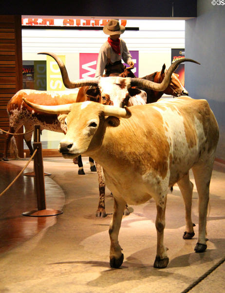 Driving longhorns at Cattle Raisers Museum of Fort Worth Museum of Science & History. Fort Worth, TX.