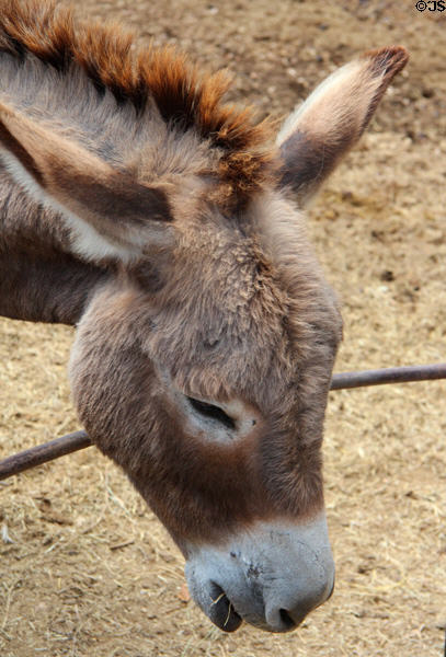 Donkey at Pioneer Farms. Austin, TX.
