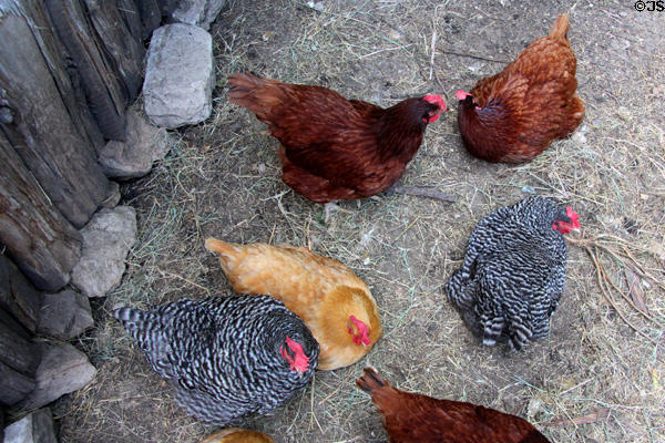 Chickens at Pioneer Farms. Austin, TX.