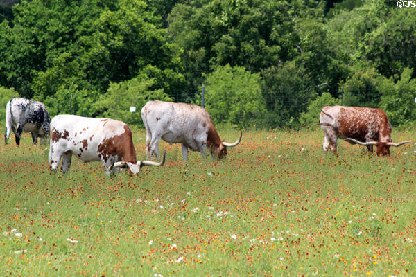 Longhorn cattle raised at Pioneer Farms. Austin, TX.