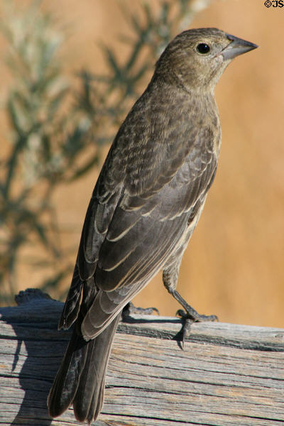 Female Brown-headed Cowbird (<i>Molothrus ater</i>) at Arches National Park. UT.