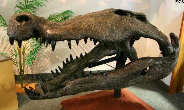 Giant crocodile (<i>Deinosuchus hatcheri</i>) of Late Cretaceous (75 million years ago) era found in Texas at BYU Earth Science Museum. Provo, UT.