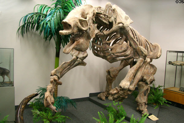 Giant Ground Sloth (<i>Megatherium americanum</i>) from Pleistocene (30,000 years ago) era found in Central & South America at BYU Earth Science Museum. Provo, UT.