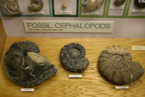 Mesozoic cephalopods at BYU Earth Science Museum. Provo, UT.