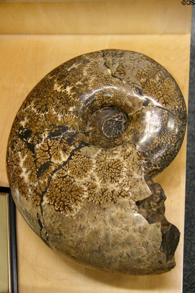 Ammonoid fossil, extinct relative of chambered nautilus, at BYU Earth Science Museum. Provo, UT.