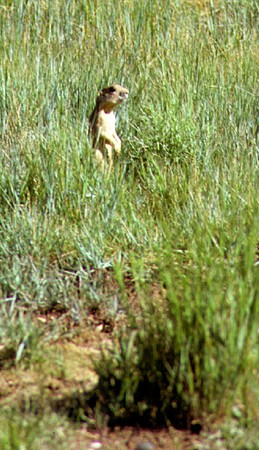 Prairie dog in Bryce Canyon National Park. UT.