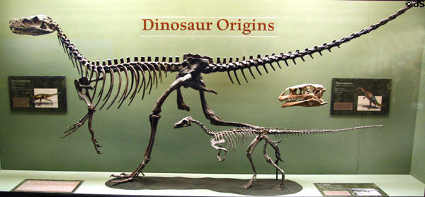 Skeletons of two oldest-known dinosaurs of Middle Triassic (228 million years ago) found in Argentina - Herrerasaurus & Eoraptor at Museum of Ancient Life. Lehi, UT.