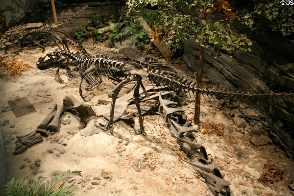 Ceratosaurus of Late Jurassic (150 million years ago) era found in Wyoming at Museum of Ancient Life. Lehi, UT.
