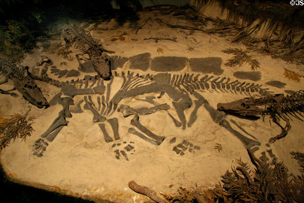 Stegosaurus skeleton being scavenged by Goniopholis crocodiles of Late Jurassic (150 million years ago) era at Museum of Ancient Life. Lehi, UT.