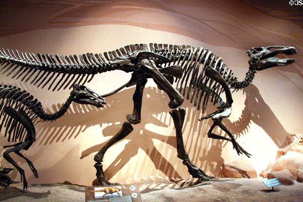 Edmontosaurus duckbill dino of Late Cretaceous (65 million years ago) era found in Alberta at Museum of Ancient Life. Lehi, UT.