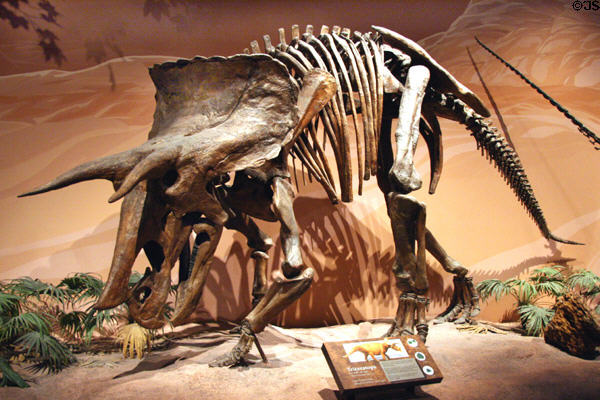 Triceratops of Late Cretaceous (65 million years ago) era found in Alberta & Wyoming at Museum of Ancient Life. Lehi, UT.