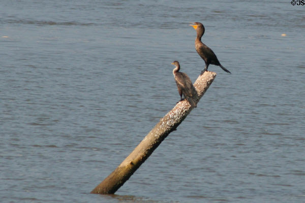 Cormorants rest on snag in James River. Jamestown, VA.