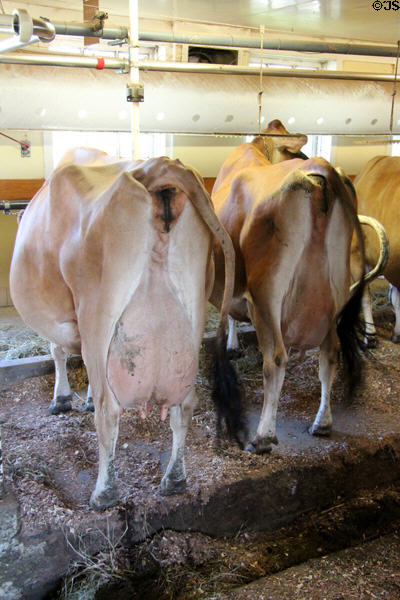 Dairy cows at Billings Farm & Museum. Woodstock, VT.