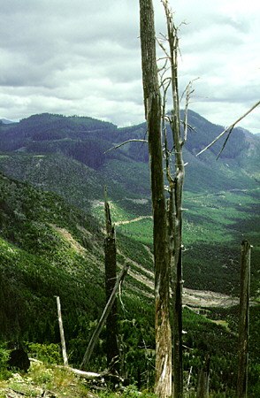 Forest flattened by blast of Mount St. Helens volcano. WA.