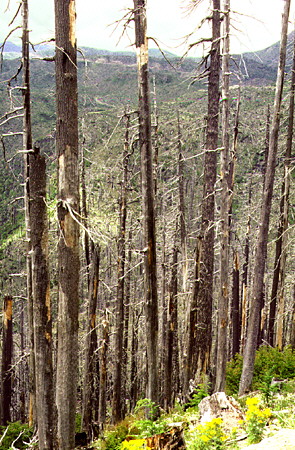 Forest stripped by eruption of Mount St. Helens volcano. WA.