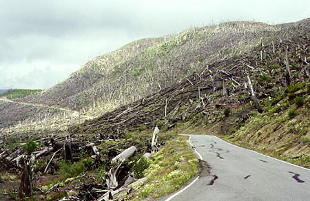 Forest blown over by blast of Mount St. Helens volcano. WA.