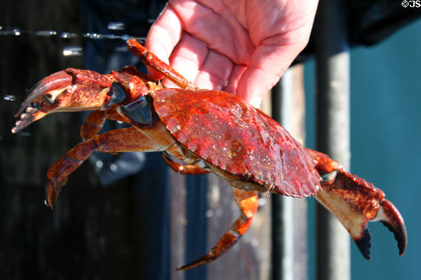 Crab caught on Seattle's waterfront. Seattle, WA.