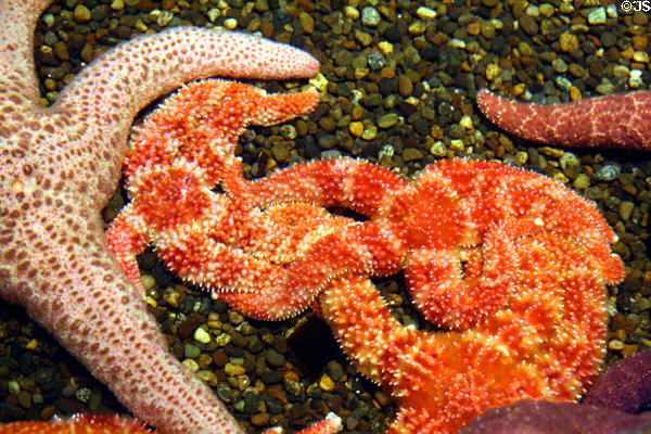 Various starfish at Seattle Aquarium. Seattle, WA.