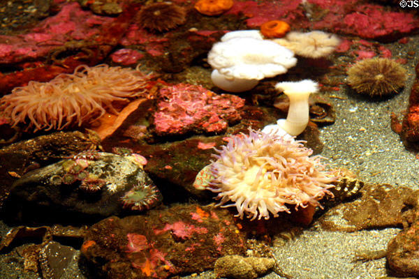 Sea anemones at Seattle Aquarium. Seattle, WA.