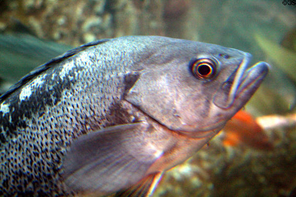 Pacific Ocean fish at Seattle Aquarium. Seattle, WA.