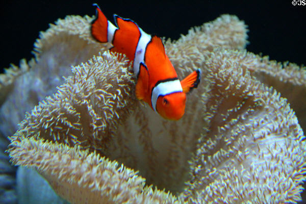 Clownfish at Seattle Aquarium. Seattle, WA.