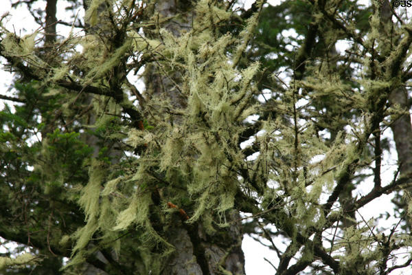 Moss on trees near North Head Lighthouse. Ilwaco, WA.