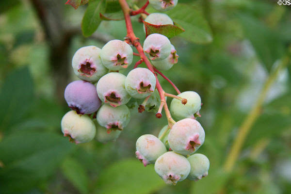 Blueberries at Hovander Homestead Garden. Ferndale, WA.