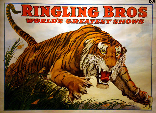 Tiger Lithograph (1917) for Ringling Bros Circus attributed to Jonathan Livingston Bull at Circus World Museum. Baraboo, WI.