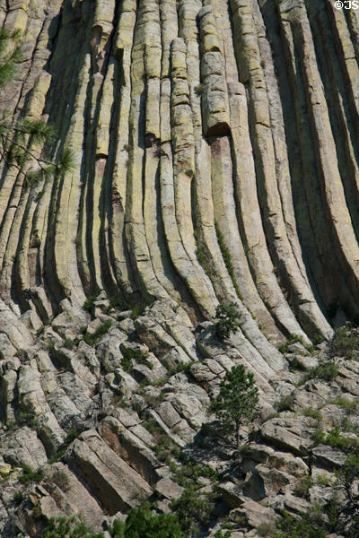 Curved columns of Devils Tower. WY.