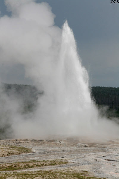 Old Faithful erupts at Yellowstone National Park. WY.