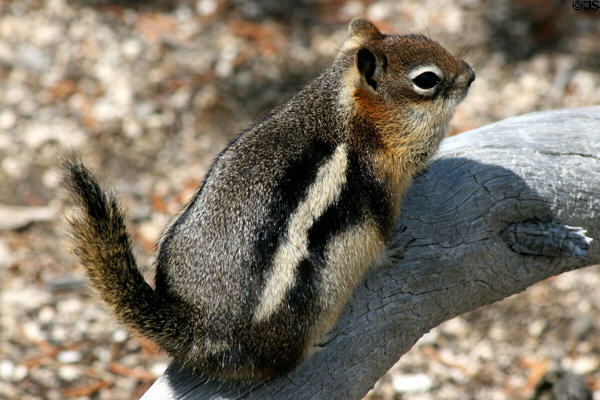 Golden-mantled Ground Squirrel (<i>Spermophilus lateralis</i>) at Yellowstone National Park. WY.