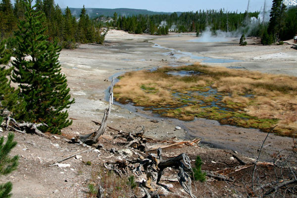 Plant life in Norris Geyser Basin at Yellowstone National Park. WY.